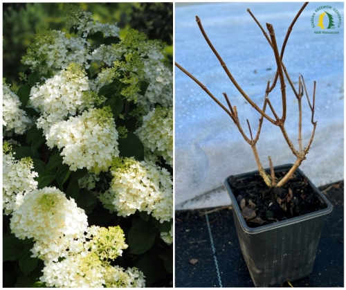 Hydrangea paniculata 'Silver Dollar' P9